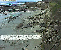 Elephant Seal Monterey Bay CA Monterey United States of America - Webcams Abroad live images