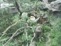 Pinguincams im Allwetterzoo Muenster Germany cam 1 Muenster Germany - Webcams Abroad live images