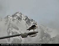 Webcam  Tierra del Fuego   Patagonia   Argentina Ushuaia Argentina - Webcams Abroad live images