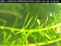 Watch life underwater as our Pond Cam  London  UK London United Kingdom - Webcams Abroad live images