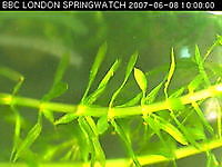 Watch life underwater as our Pond Cam London UK London United Kingdom - Webcams Abroad live images
