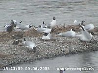 Water Birds Zurich Switzerland Zurich Zwitserland - Webcams Abroad live beelden