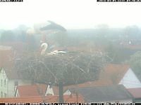 Storks Bornheim Germany Bornheim Duitsland - Webcams Abroad live beelden