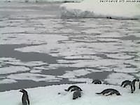 Webcam Antarctic Peninsula 1 Antarctic Peninsula Antártida - Webcams Abroad imágenes en vivo